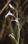 Canby's lobelia